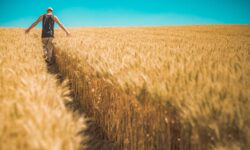 Food shortage Ukraine war man walking in wheat field