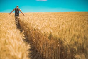 Food shortage Ukraine war man walking in wheat field