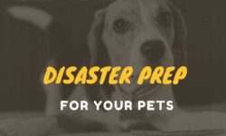 Disaster prep for your pets