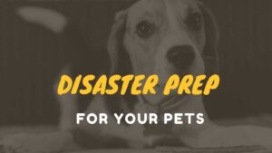 Disaster prep for your pets